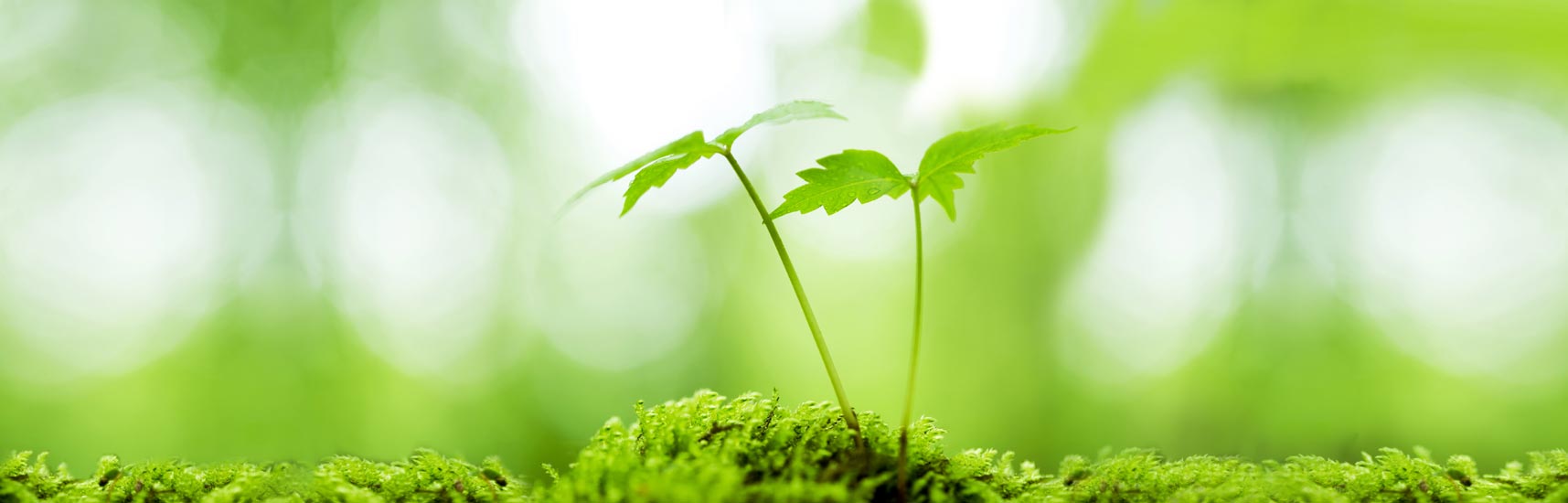 Planning the service that's right for your family